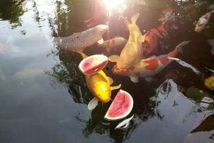 锦鲤吃瓜虫,揭秘锦鲤的“吃瓜虫”日常