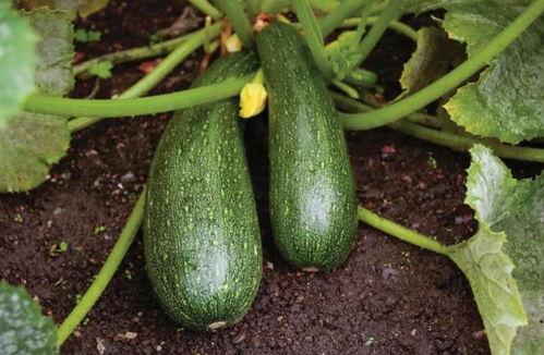 秋季吃瓜好吗,美味与健康的双重享受