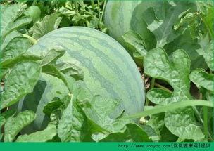 早晨晚上吃瓜好吗,揭秘瓜果的最佳食用时间