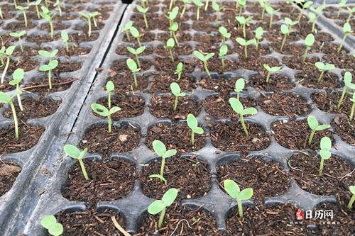 北方立春吃瓜吗,吃瓜习俗的由来与传承