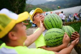 吃瓜现场吃瓜群众,揭秘吃瓜群众的热情与智慧