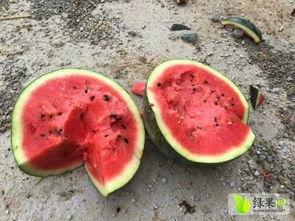 中宁县吃瓜,瓜果飘香，品味田园生活